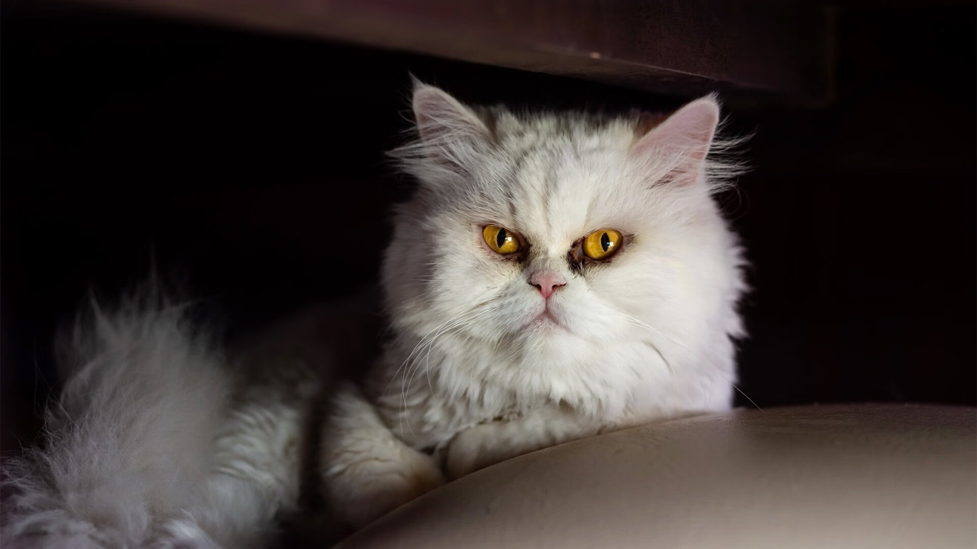 巨人倒于新魂,奥利维耶扛起奥地利轻取哥伦比亚