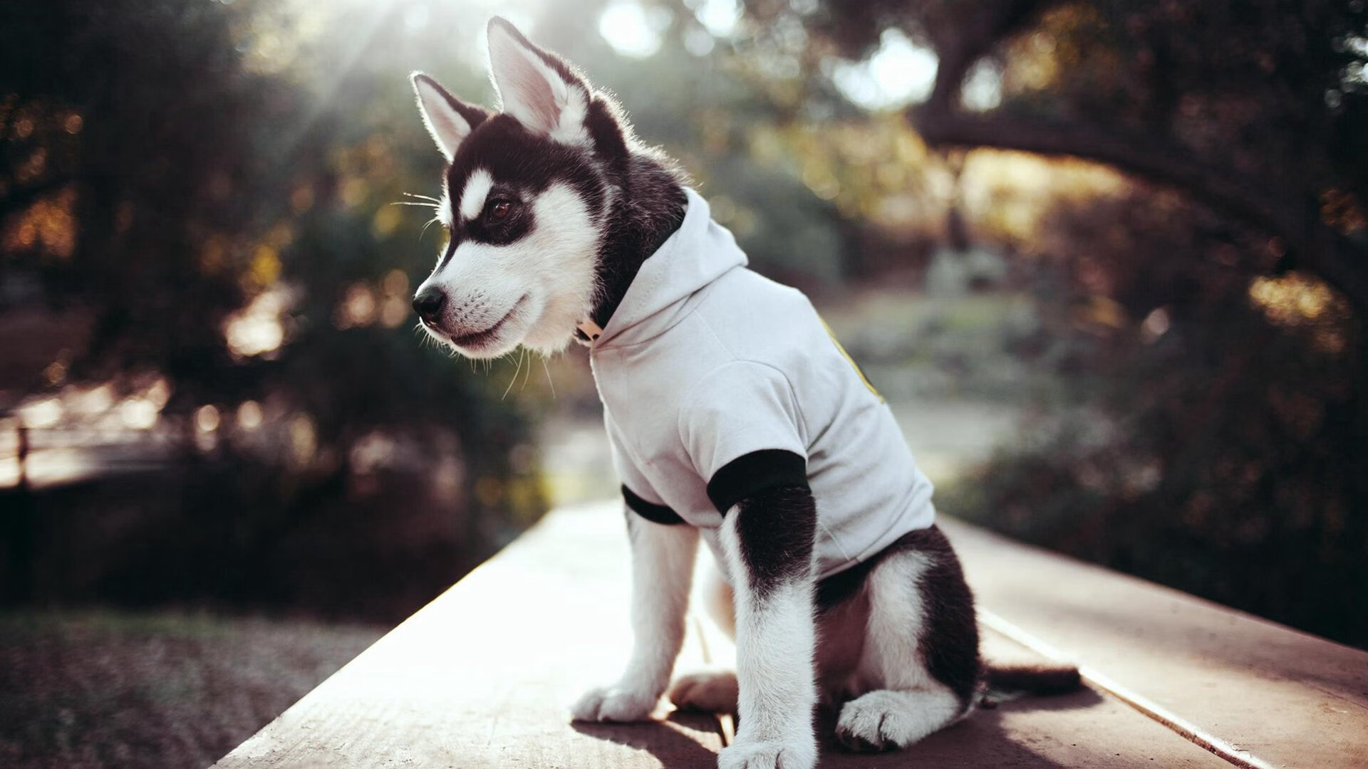 败者之焰,林高远在波兰队完胜背景下的孤勇燃场