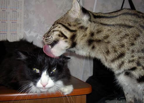 开云体育APP下载-逆转剧本，新人恩佐的生涯之夜与一个国家的叹息