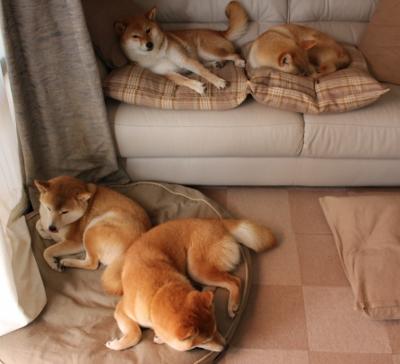 翡冷翠的闪电,当迪马利亚在阿根廷蓝白间划破加拿大夜空