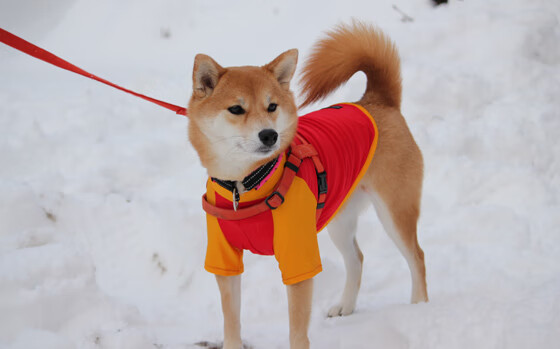 焦点对决,步行者逆转尼克斯,东决关键战上演史诗翻盘