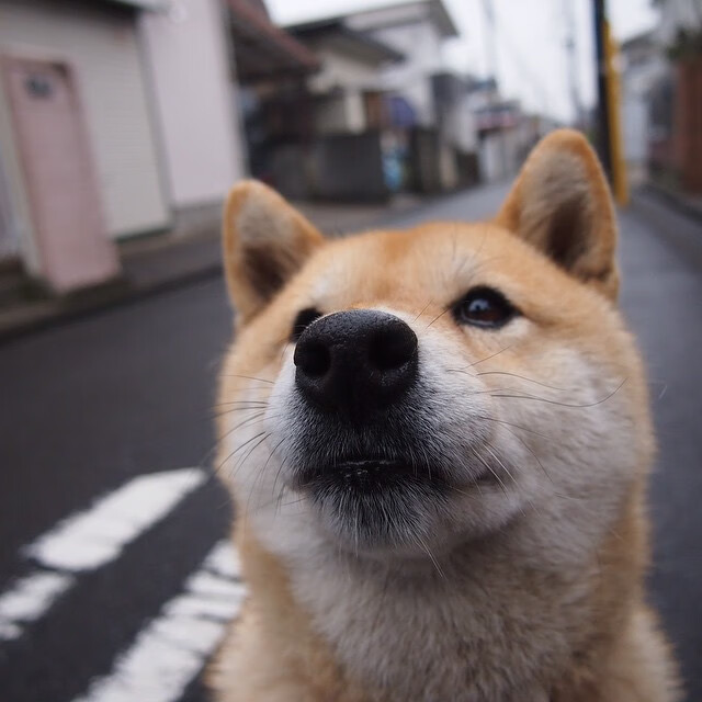 当药厂战术灵魂附体，贝林厄姆如何用勒沃库森的方式肢解伊朗