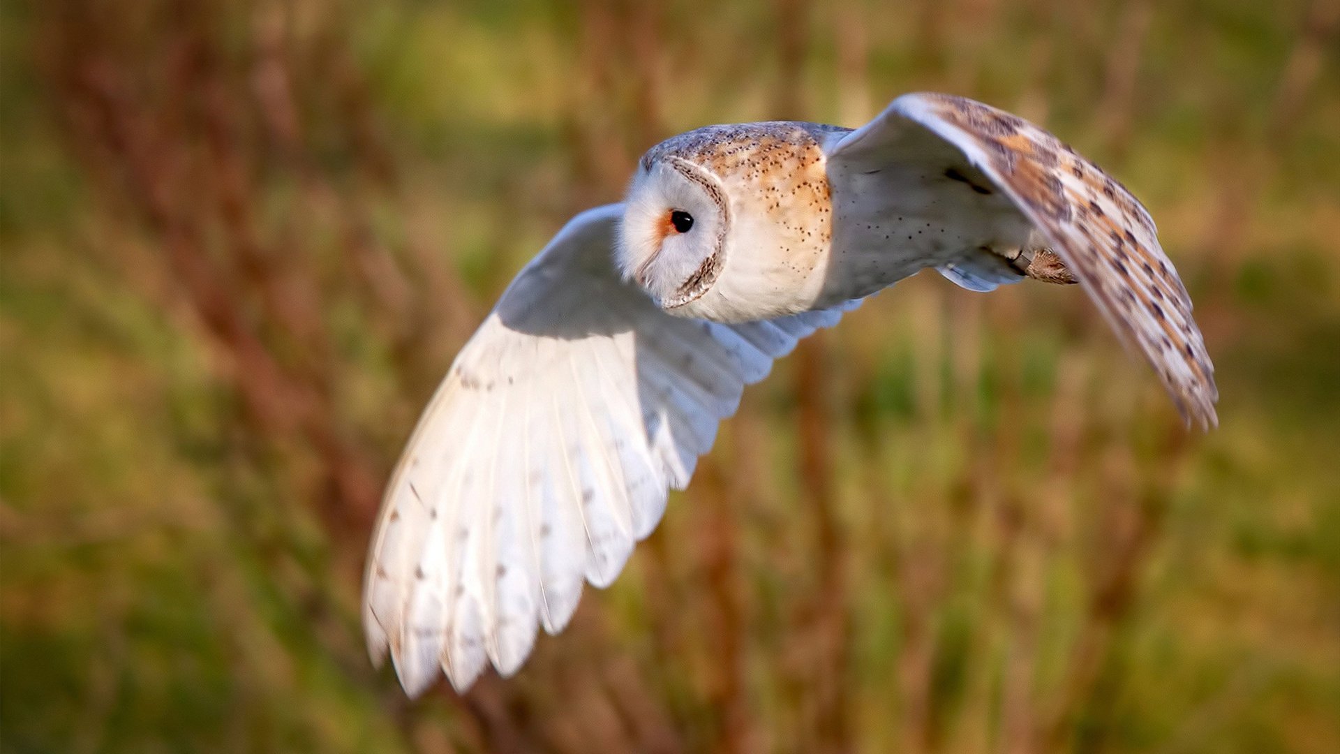 开云体育中国-铁闸与火力的交响，拉亚神扑定乾坤，马里重炮压贝蒂斯
