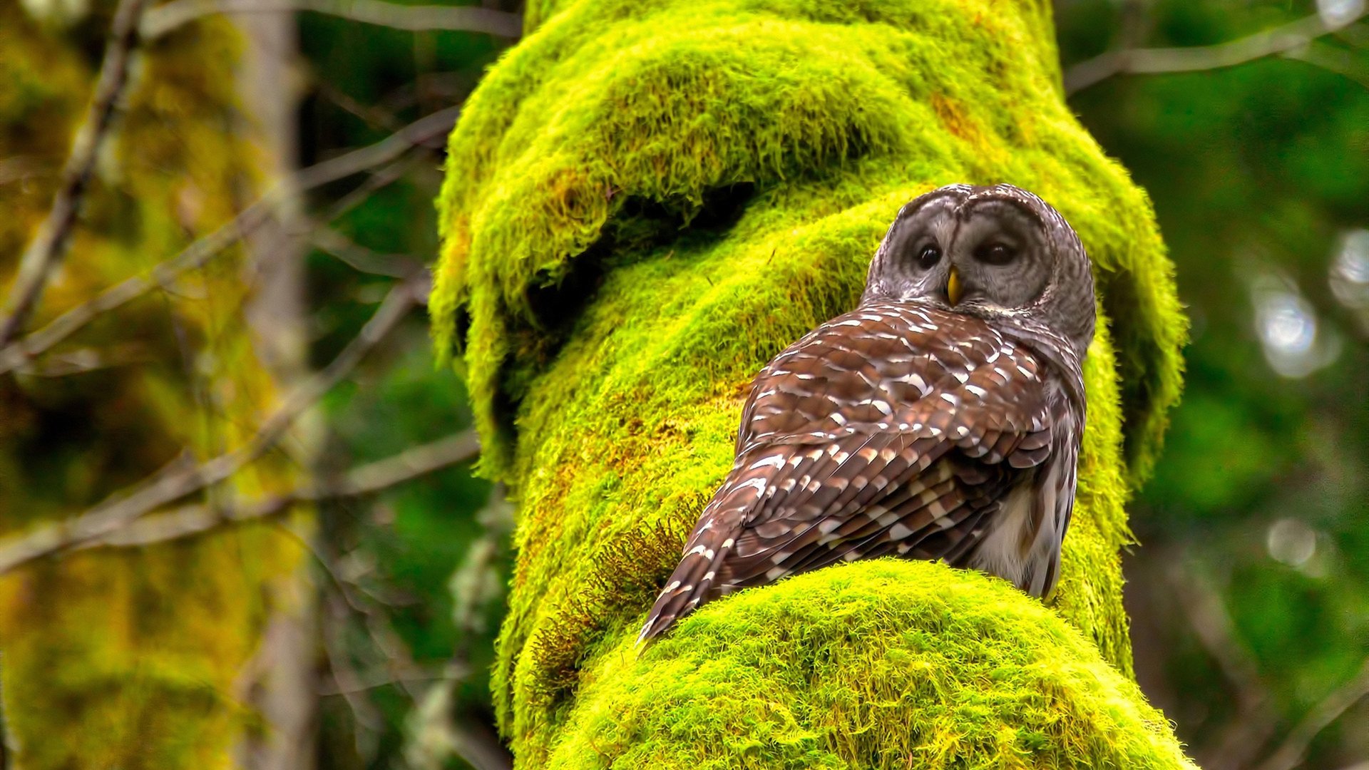 征服天山之巅，杰伦·格林如何在丹佛高原导演掘金式胜利？