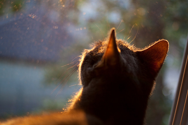 足球艺术的极致压制，斯通斯头槌破局，瑞士机械军团窒息澳大利亚