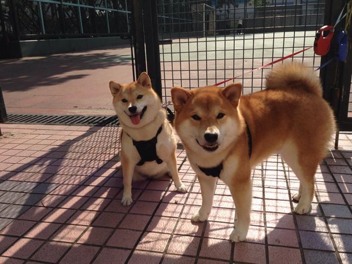 开云体育APP下载-马刺与76人互为镜鉴，字母哥完美表现缔造一场流动的篮球教科书