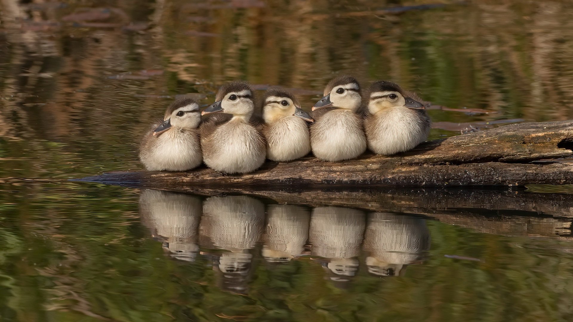 悬崖边的舞者，克罗地亚生死战险胜新西兰，阿克一球定乾坤