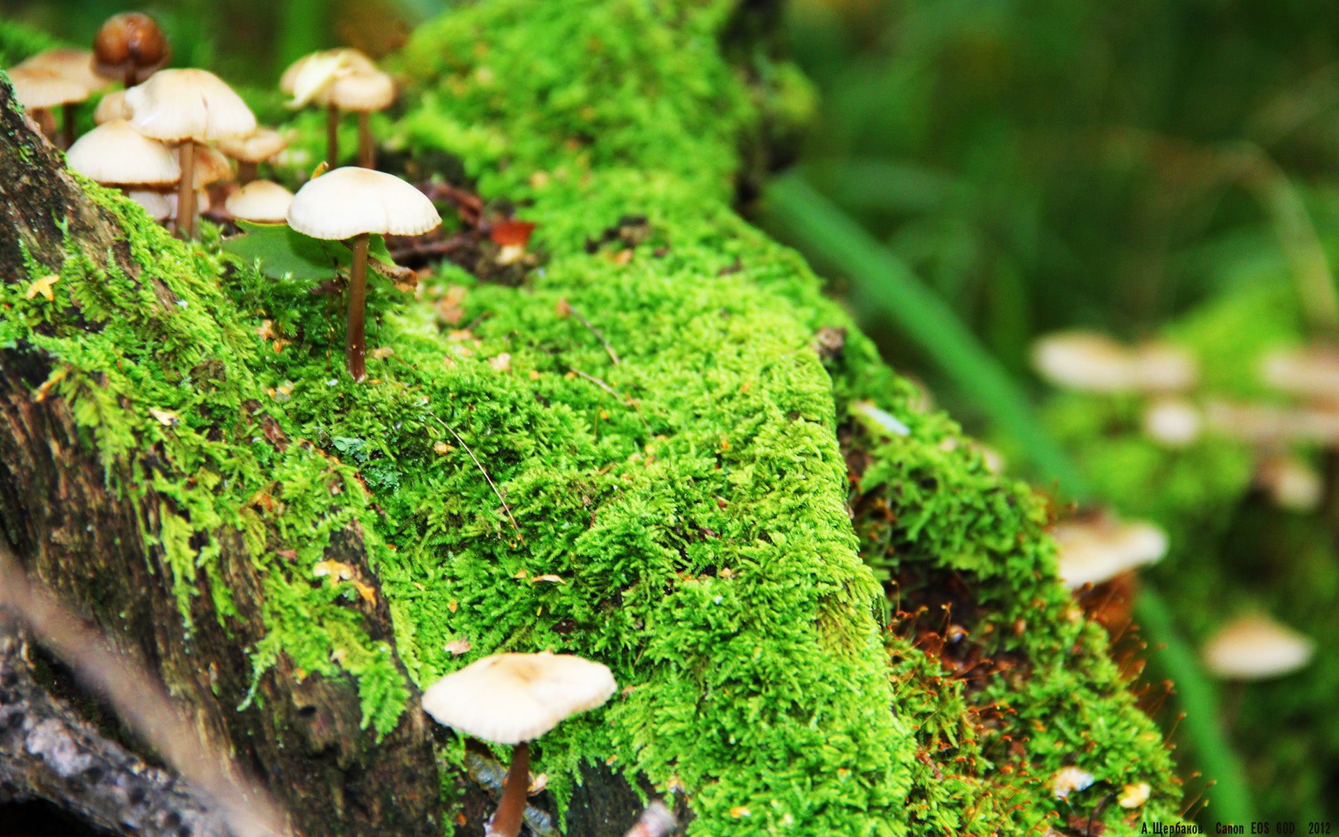 卢卡库的越位刀锋，当摩洛哥的集体镰刀收割法兰西的星光